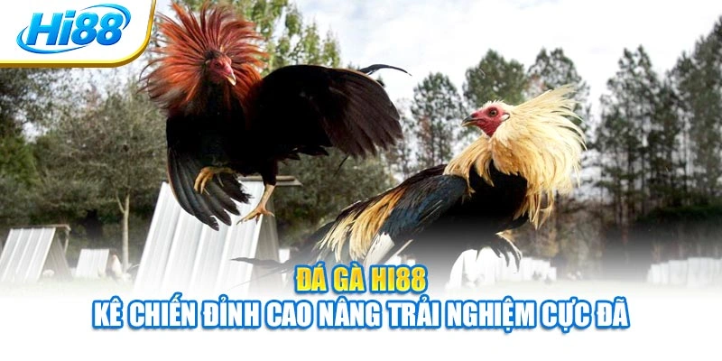 Đá Gà Hi88 - Kê Chiến Đỉnh Cao Nâng Trải Nghiệm Cực Đã