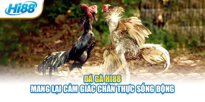 Đá gà Hi88 mang lại cảm giác chân thực sống động