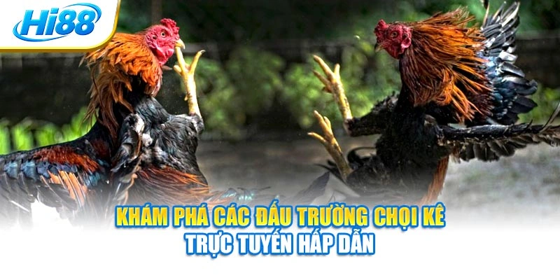 Khám phá các đấu trường chọi kê trực tuyến hấp dẫn