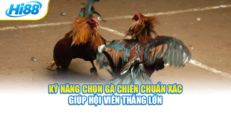 Kỹ năng chọn gà chiến chuẩn xác giúp hội viên thắng lớn